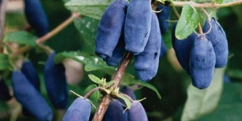 Honeysuckle azure